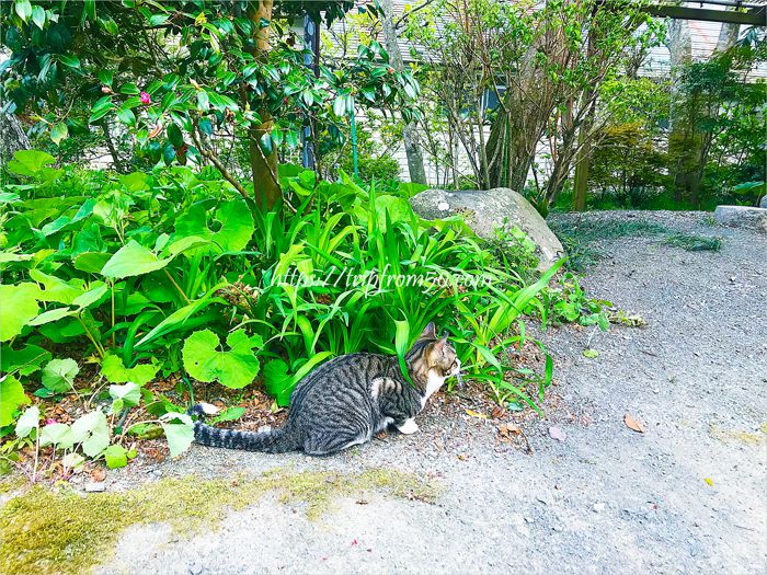 天麟院の庭園で自由に暮らしている幸せな猫