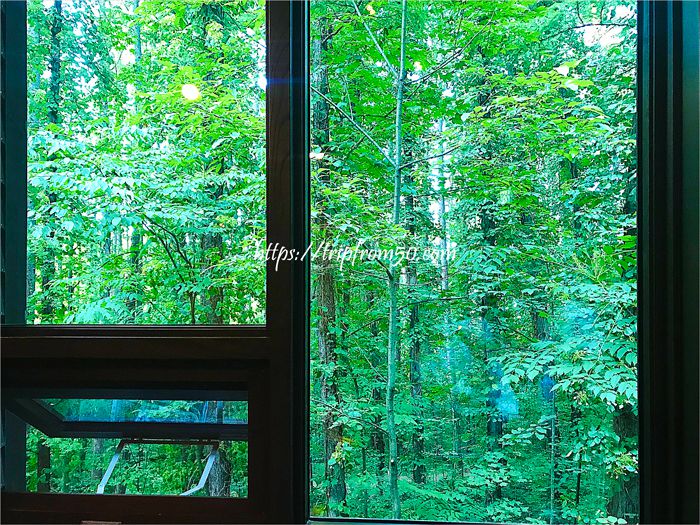窓の外には、富良野の森の豊かな緑が広がっていた
