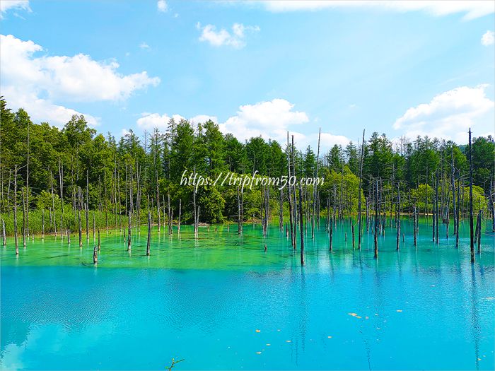 北海道観光屈指の人気スポット『美瑛の白金青い池』